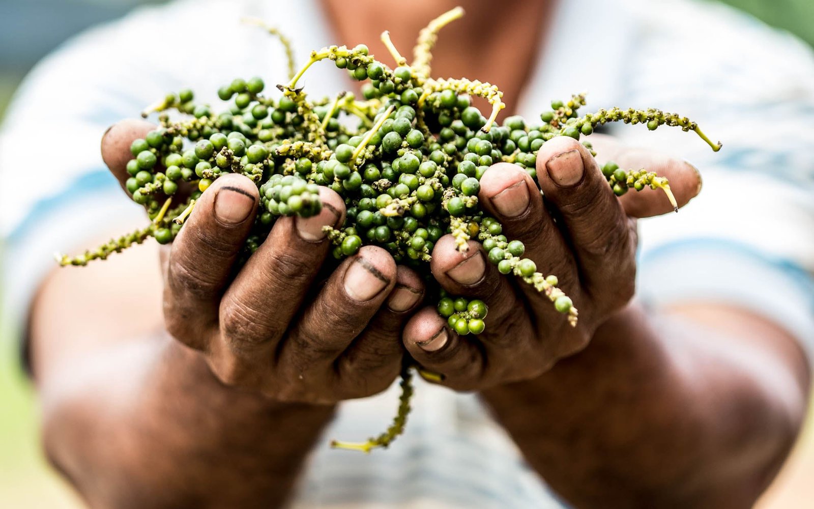 A grower's cupped hands holding fresh green Kampot pepper on the stem