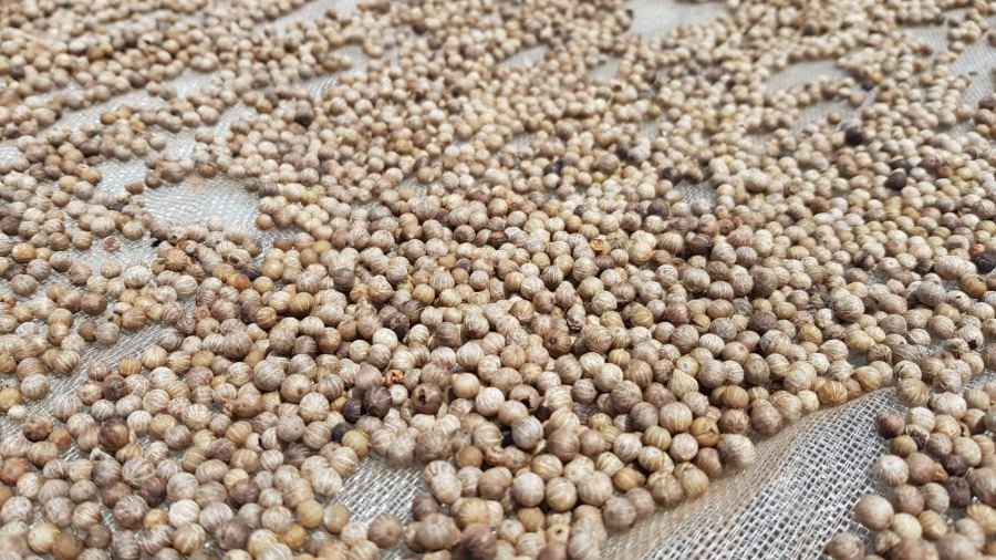 White peppercorns spread out to dry on a mesh screen