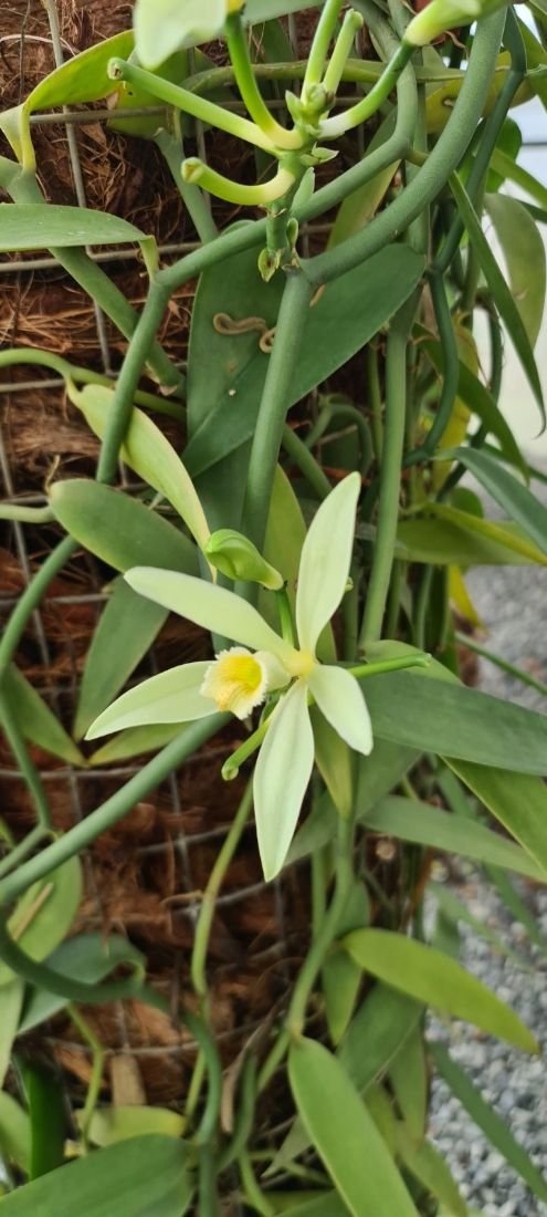 A vanilla orchid in flower on the vine in the Chhuk greenhouse