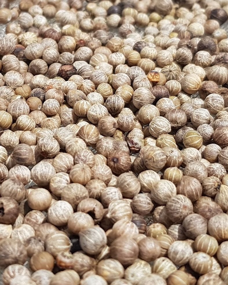 White peppercorns drying on raised screens in the sun